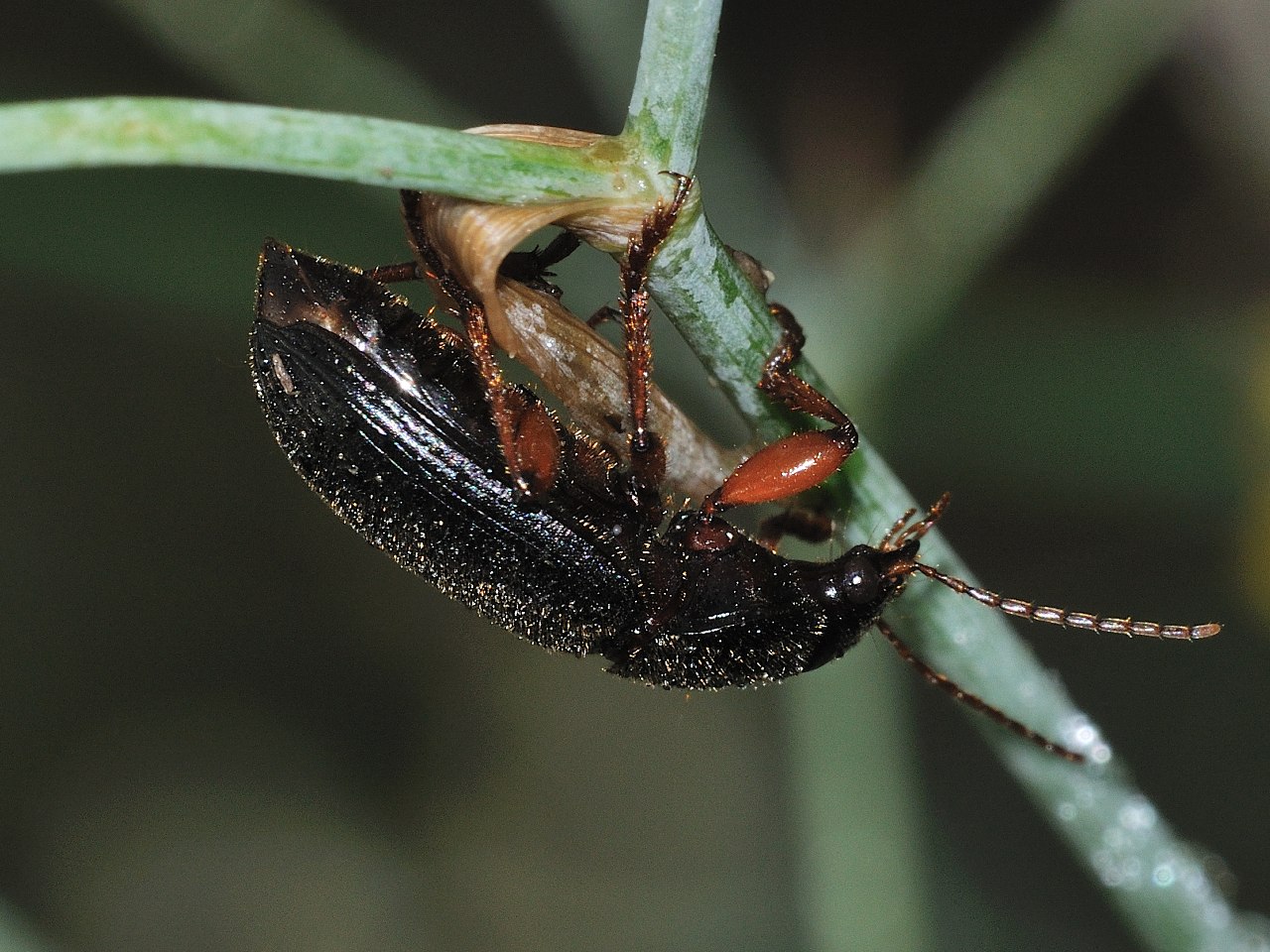 id Carabidae: Ophonus incisus